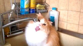 Кошка пьёт водичку - смотреть видео (1:05)