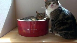 Жизнь Мару и Ханы - смотреть видео (3:21)