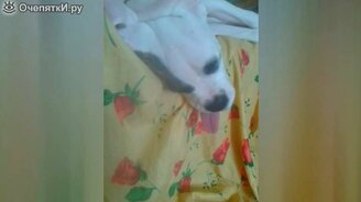 После тяжёлого рабочего дня - смотреть видео (0:24)