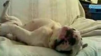 Бульдог смотрит сон - смотреть видео (1:23)