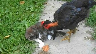 Курочка ищет у котёнка блох - смотреть видео (1:02)