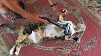 Животные, не страшащиеся пылесоса - смотреть видео (1:24)