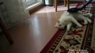 Пропылесосил кота - смотреть видео (2:15)