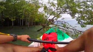 Обезьяны атаковали лодку - смотреть видео (1:48)