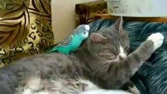 Говорливый попугай и терпеливый котяра - смотреть видео (3:40)