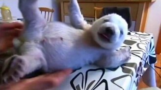 Новорожденный полярный медведь - смотреть видео (1:18)