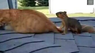 Кошка и белка играют - смотреть видео (0:53)