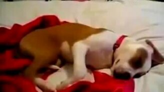 Собака во сне гавкает - смотреть видео (0:29)