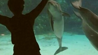 Девушка позабавила дельфина - смотреть видео (1:06)