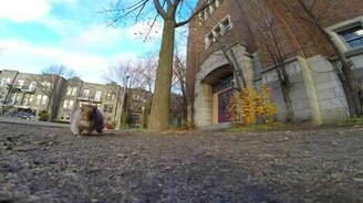 Белка стащила камеру - смотреть видео (1:06)