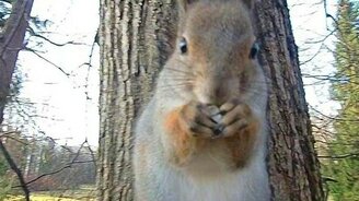 Важное дело с белочкой - смотреть видео (2:12)