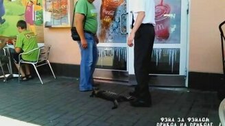 Кот-пофигист - смотреть видео (0:53)