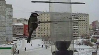 Покорми синиц! - смотреть видео (1:23)