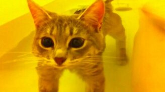 Жёлтая подводная кошка-лодка - смотреть видео (1:21)