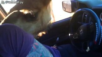 Бесцеремонный верблюд - смотреть видео (0:43)