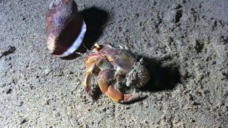 Вытащили из раковины рака-отшельника - смотреть видео (5:04)