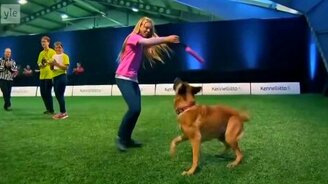 Проверка собак на приоритеты - смотреть видео (1:53)