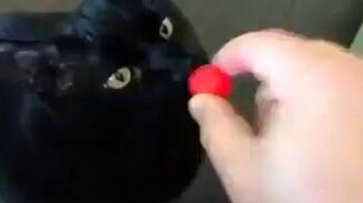 Что в конфетке самое вкусное? - смотреть видео (0:07)