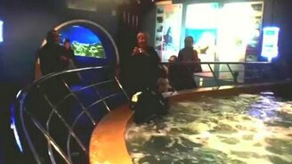 Представление от ската - смотреть видео (0:47)