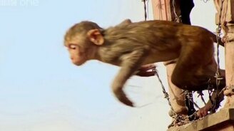 Обезьяний экстрим - смотреть видео (1:38)