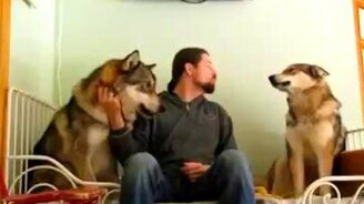 С волками запевай! - смотреть видео (1:54)