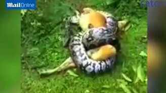 Спас свою собаку от питона - смотреть видео (1:11)