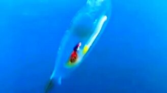 Совершенно прозрачная рыба - смотреть видео (0:18)