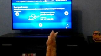 Кот-охотник против курсора мышки - смотреть видео (0:58)