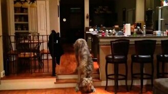 Пёс, который боится спускаться с лесницы - смотреть видео (1:56)