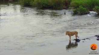 Крокодил атакует льва - смотреть видео (0:35)