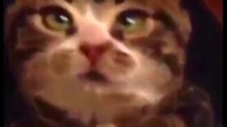 Просящий котейка - смотреть видео (0:15)