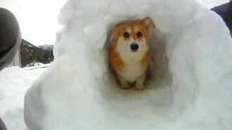 Снежный тоннель для питомца - смотреть видео (0:45)