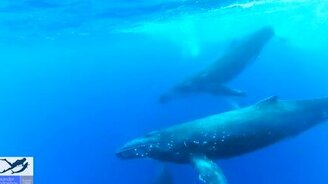 Свободное плавание с китами - смотреть видео (3:15)