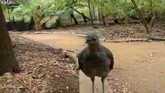 Талантливые и смешные люди и животные - смотреть видео (15:37)