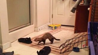 Хорёк напугал сам себя - смотреть видео (0:11)