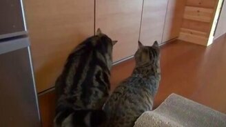 Бывалый Мару показывает класс новичку - смотреть видео (1:33)