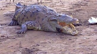 Встреча с диким крокодилом - смотреть видео (7:52)