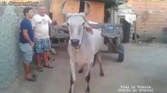 Самозапрягающийся вол - смотреть видео (0:19)