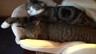 Кошки: счастливы вместе - смотреть видео (1:28)