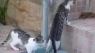 Коты против краба - смотреть видео (2:08)