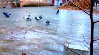 Голуби на льду - смотреть видео (1:00)