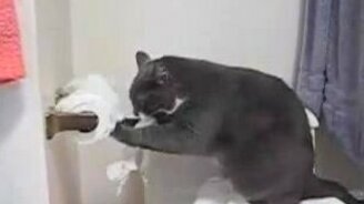 Кот и туалетная бумага - смотреть видео (0:46)