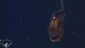 Морской чёрт во всей красе - смотреть видео (2:19)