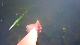 Поймал рыбу голой рукой - смотреть видео (0:08)