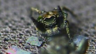 Брачная игра пауков - смотреть видео (2:25)