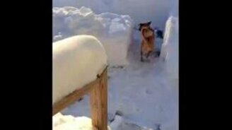Снежный лабиринт для собаки - смотреть видео (3:14)