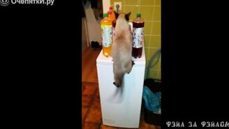 Невезучие коты-прыгуны - смотреть видео (1:42)