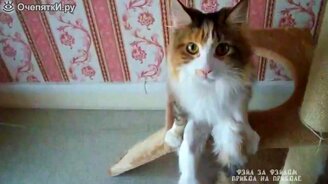 Котяра сидит, как человек - смотреть видео (0:49)