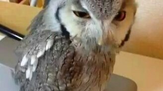 Кричащая сова - смотреть видео (0:06)