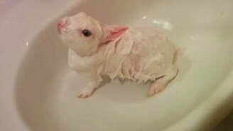 Что будет с кроликом, если его искупать - смотреть видео (0:59)